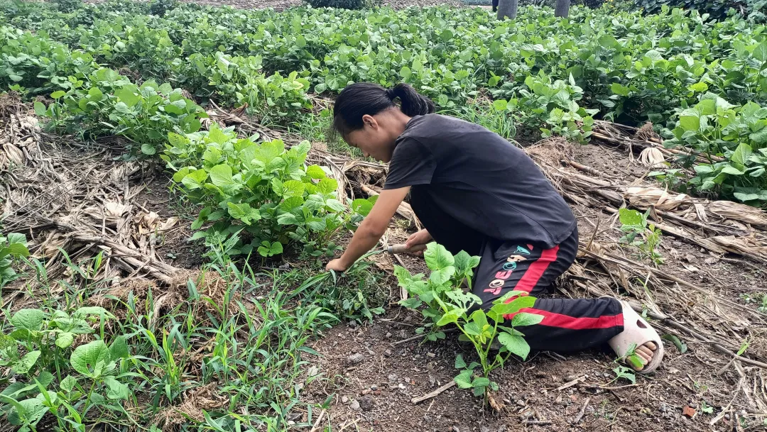 大丰这个早产女孩正跪在红豆田里除草，突然一群人上门……