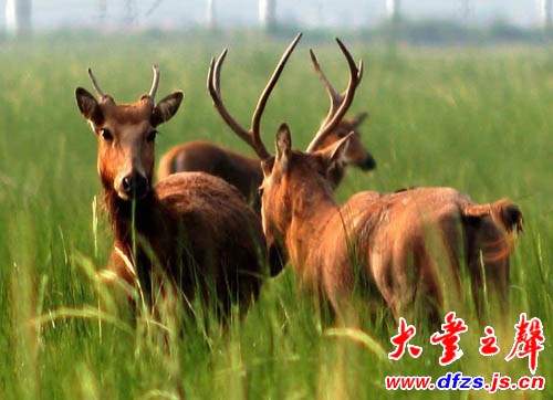 “中华麋鹿摄影第一人”杨国美麋鹿摄影艺术馆开馆