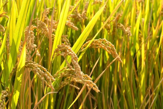 土圩上的野油菜花