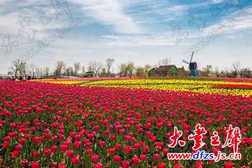 盐城花海图片大全|盐城旅游景点 大丰旅游景点