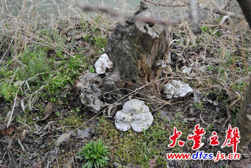 大丰义工在中华博爱梨园发现一簇野生灵芝