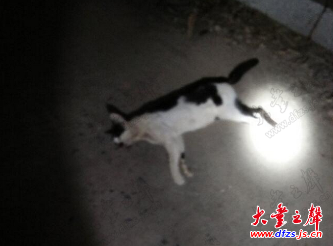 疯猫已被打死,市民可以安全出门了!